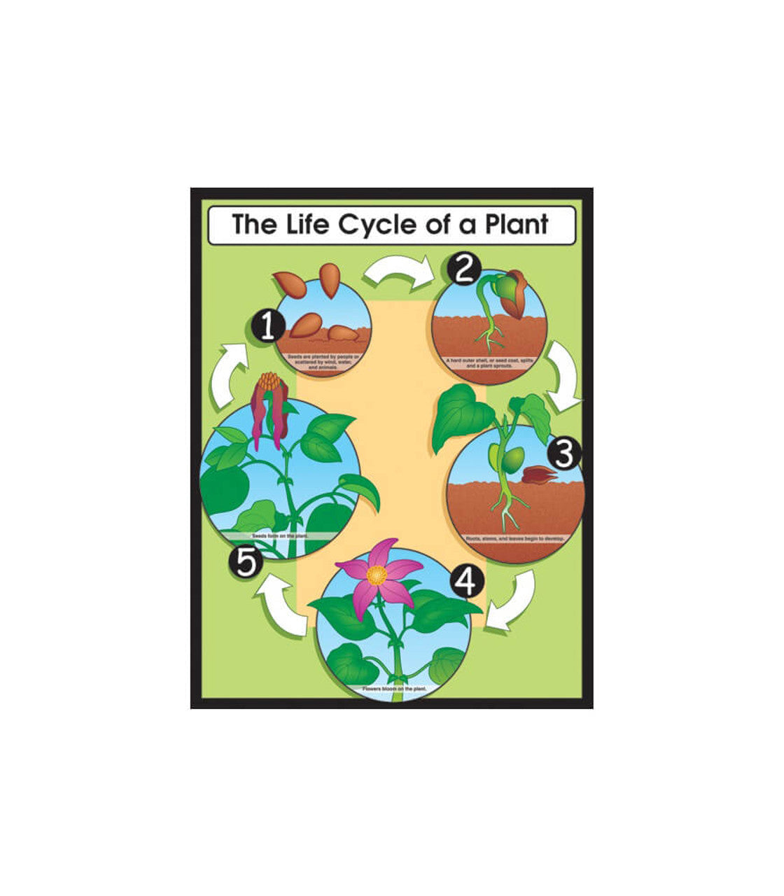 The Life Cycle of a Plant Chart Grade 1-5