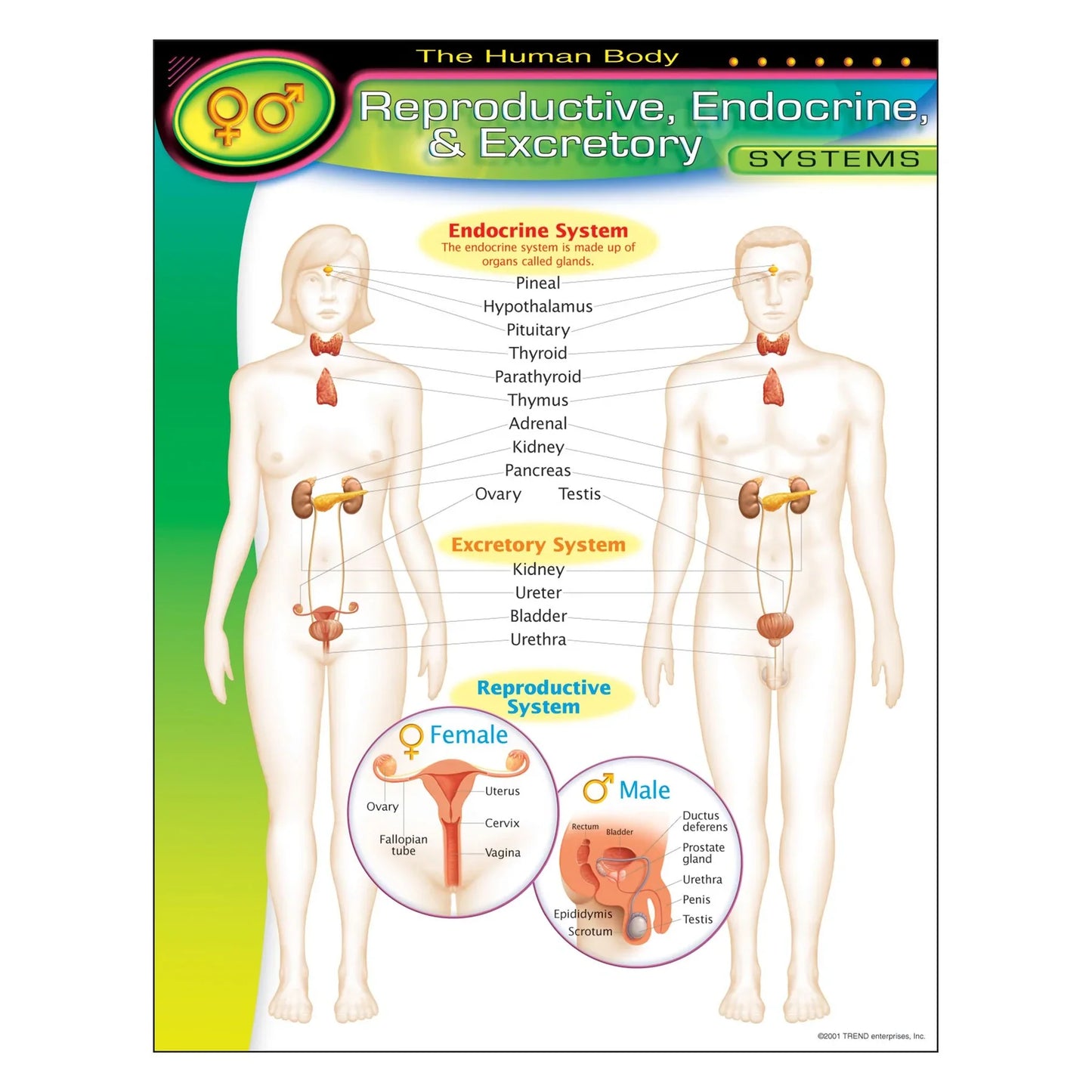 The Human Body–Reproductive, Endocrine, Excretory Systems Learning Chart