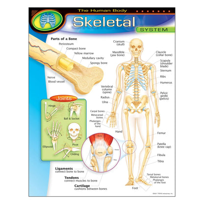 The Human Body–Skeletal System Learning Chart