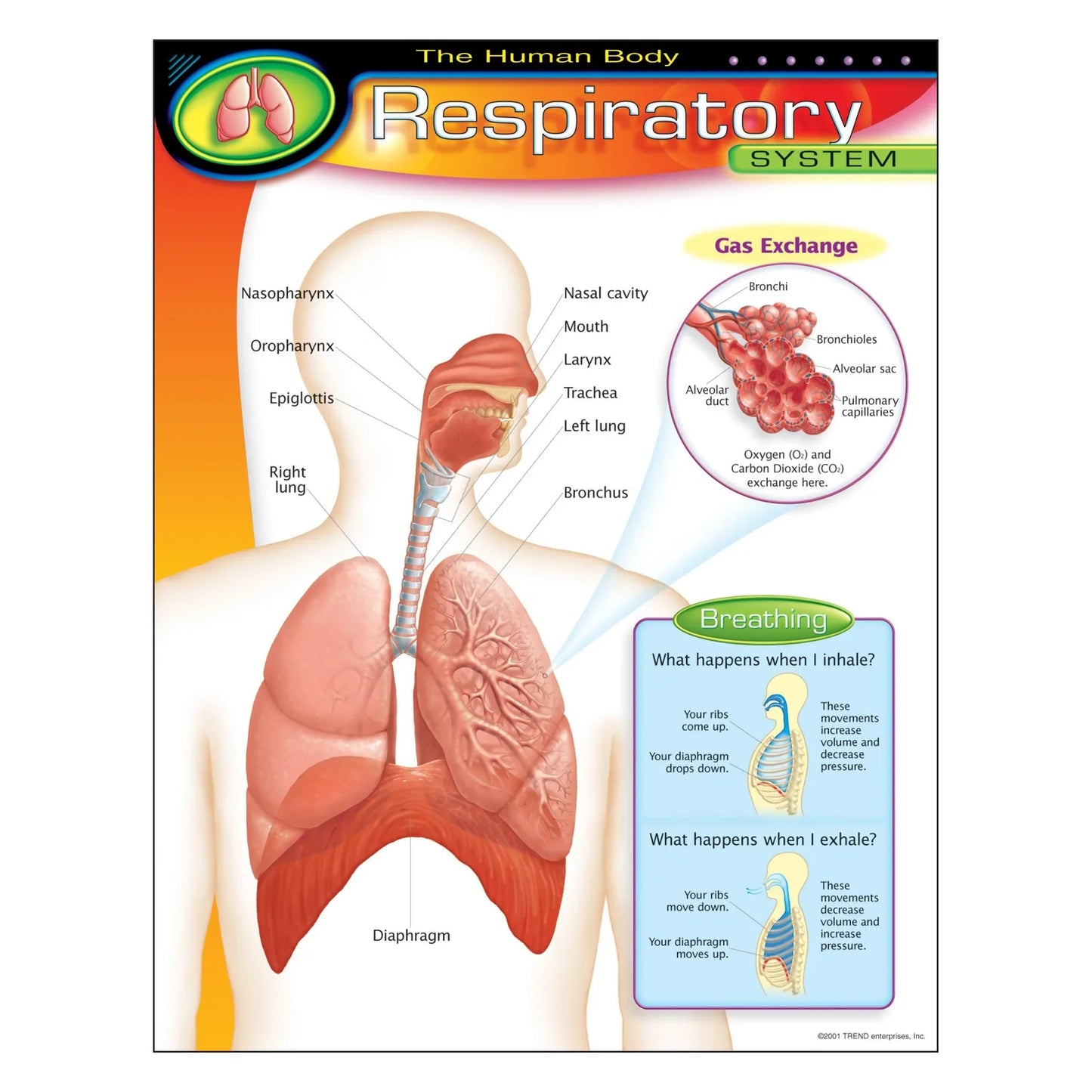 The Human Body–Respiratory System Learning Chart