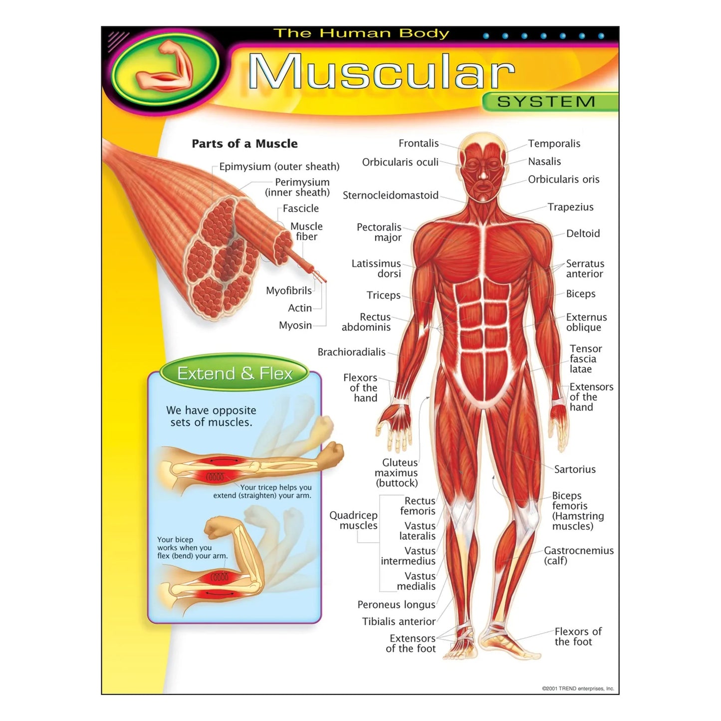 The Human Body–Muscular System Learning Chart