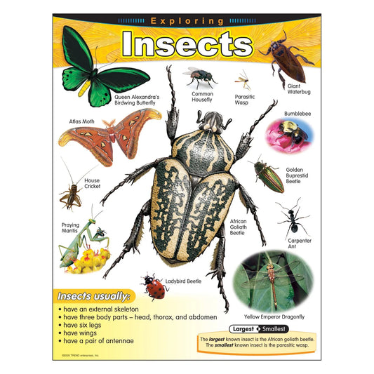 Exploring Insects Learning Chart