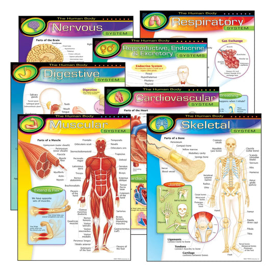 The Human Body Learning Charts Combo Pack